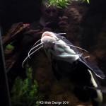 Lakes Aquarium Cumbria