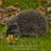 Hedgehog Out In Daytime