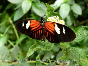 Stratford-upon-avon butterfly farm